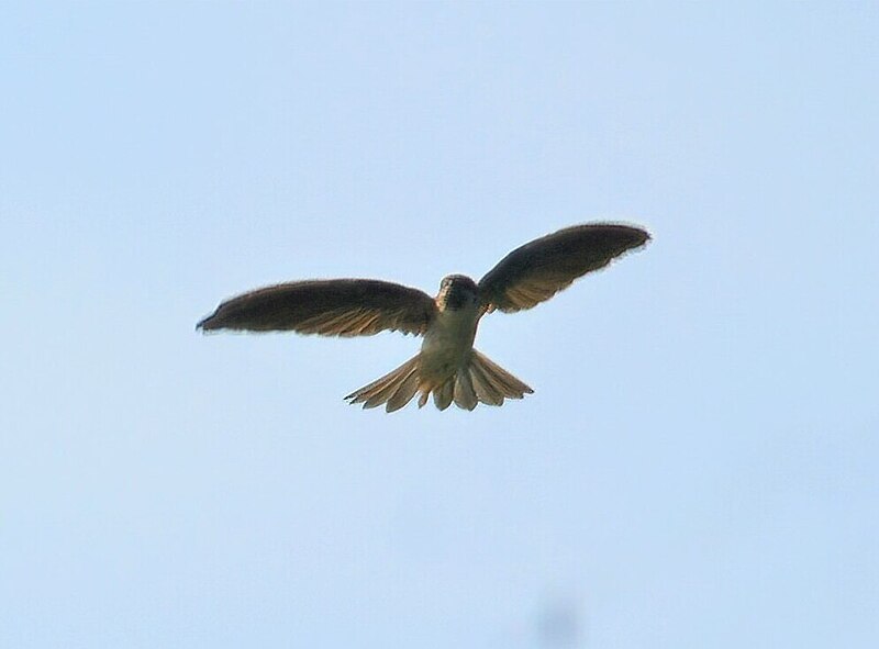 Drab Swiftlet (Collocalia neglecta) photo