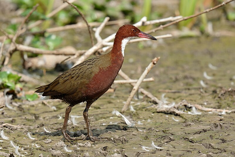 White-throated Rail (Dryolimnas cuvieri) photo