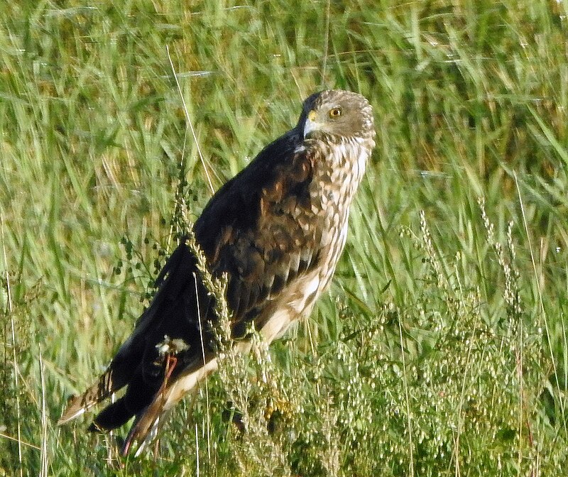 Eastern Marsh Harrier (Circus spilonotus) photo