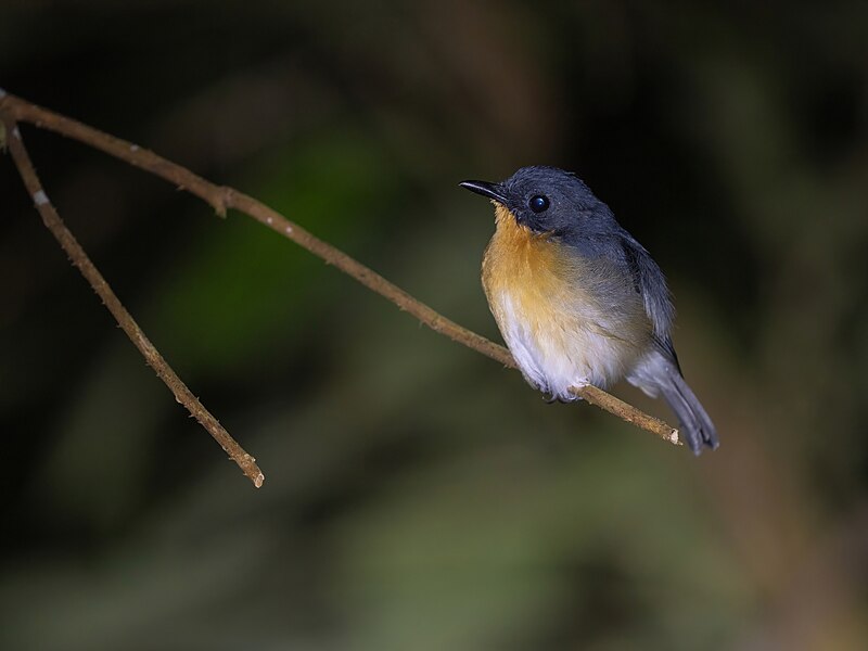 Rufous-throated Flycatcher (Ficedula rufigula) photo