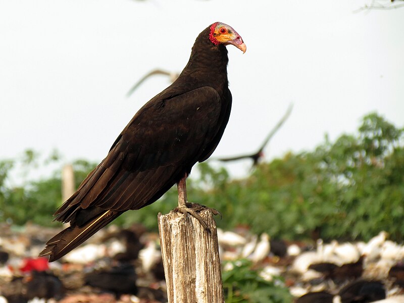 Lesser Yellow-headed Vulture (Cathartes burrovianus) photo