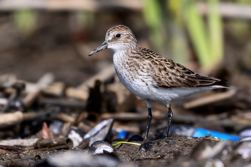 Semipalmated Sandpiper (Calidris pusilla)