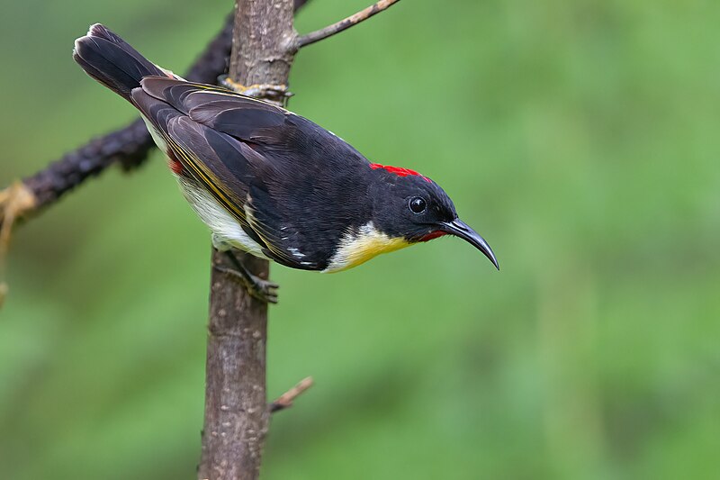 Sulphur-breasted Myzomela (Myzomela jugularis) photo