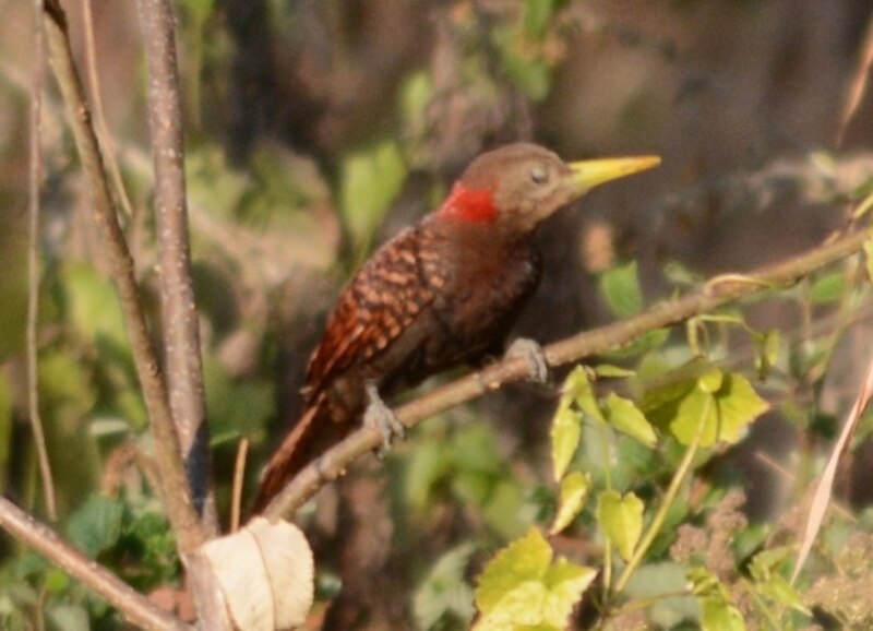 Bay Woodpecker (Blythipicus pyrrhotis) photo