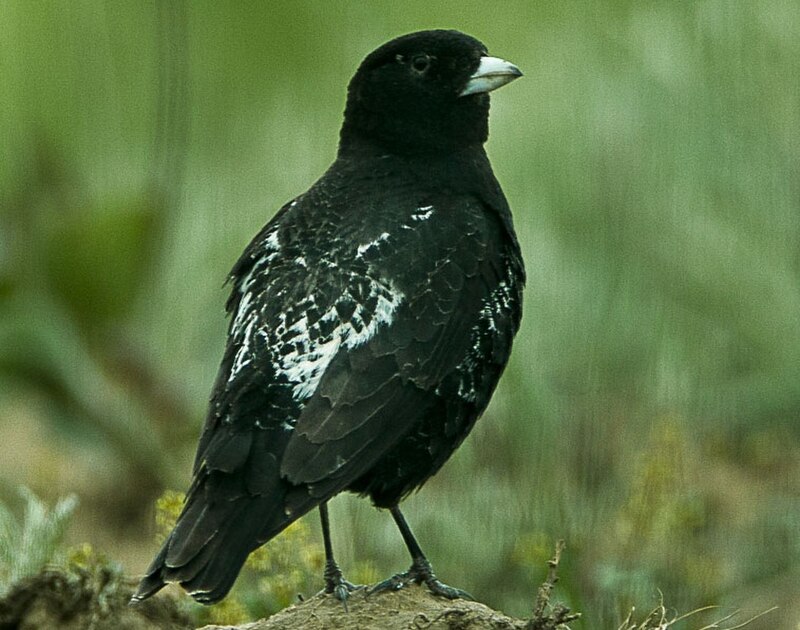 Black Lark (Melanocorypha yeltoniensis) photo