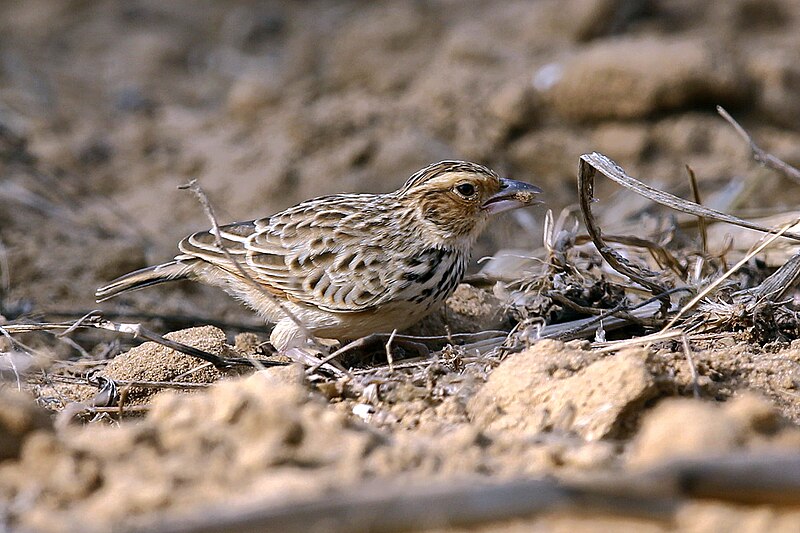 Burmese Bushlark (Plocealauda microptera) photo