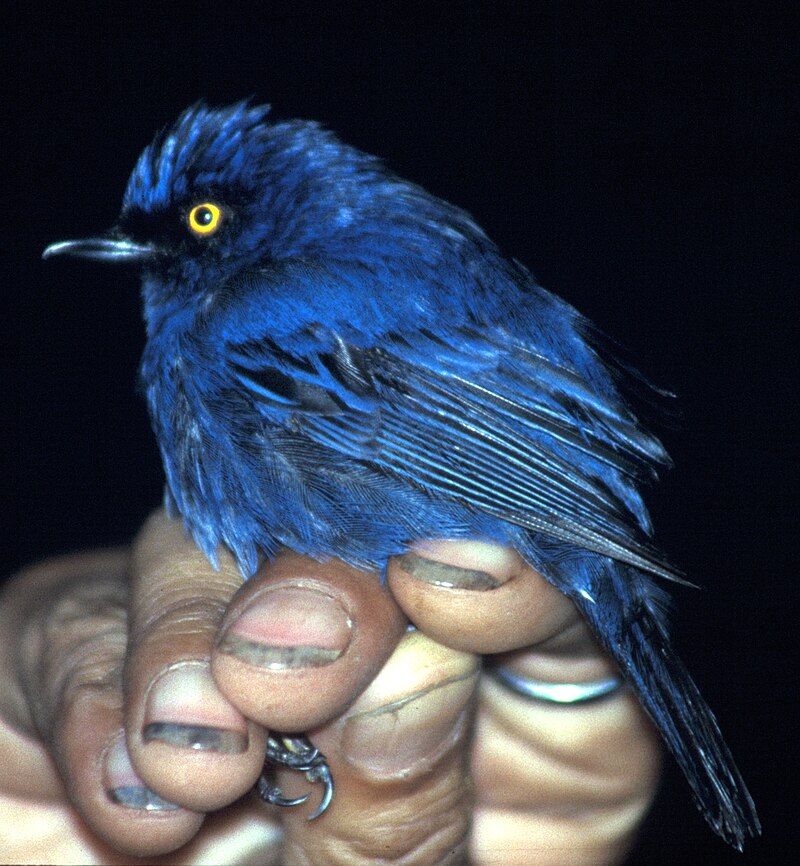 Deep-blue Flowerpiercer (Diglossa glauca) photo