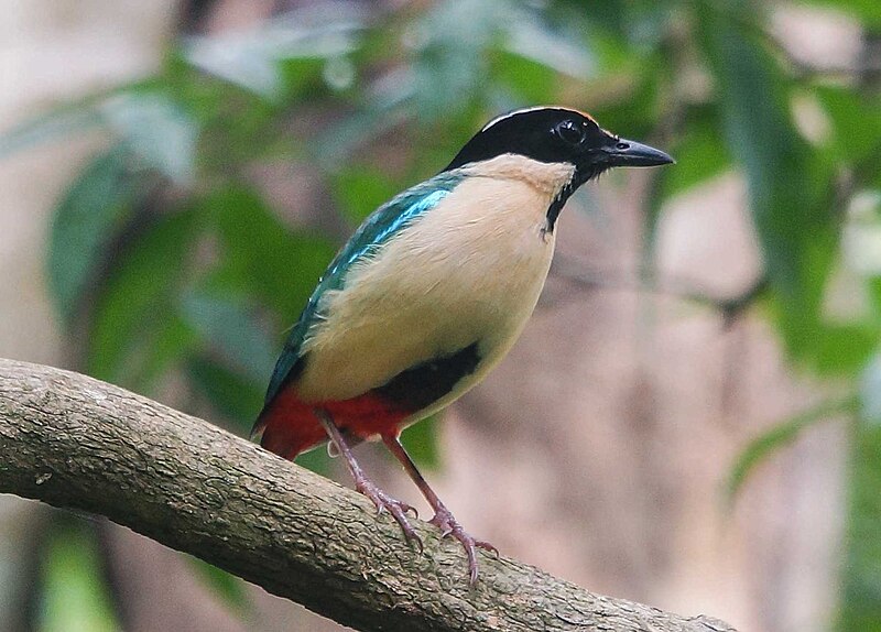 Elegant Pitta (Pitta elegans) photo