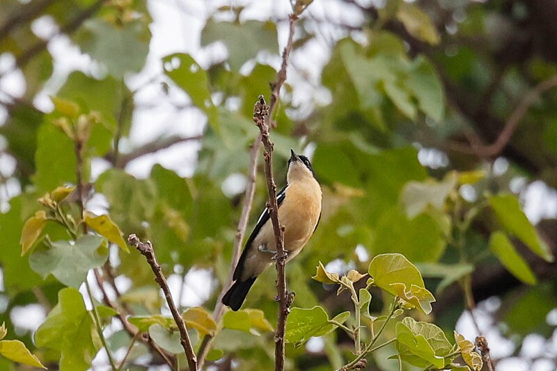Yellow-bellied Hyliota (Hyliota flavigaster) photo