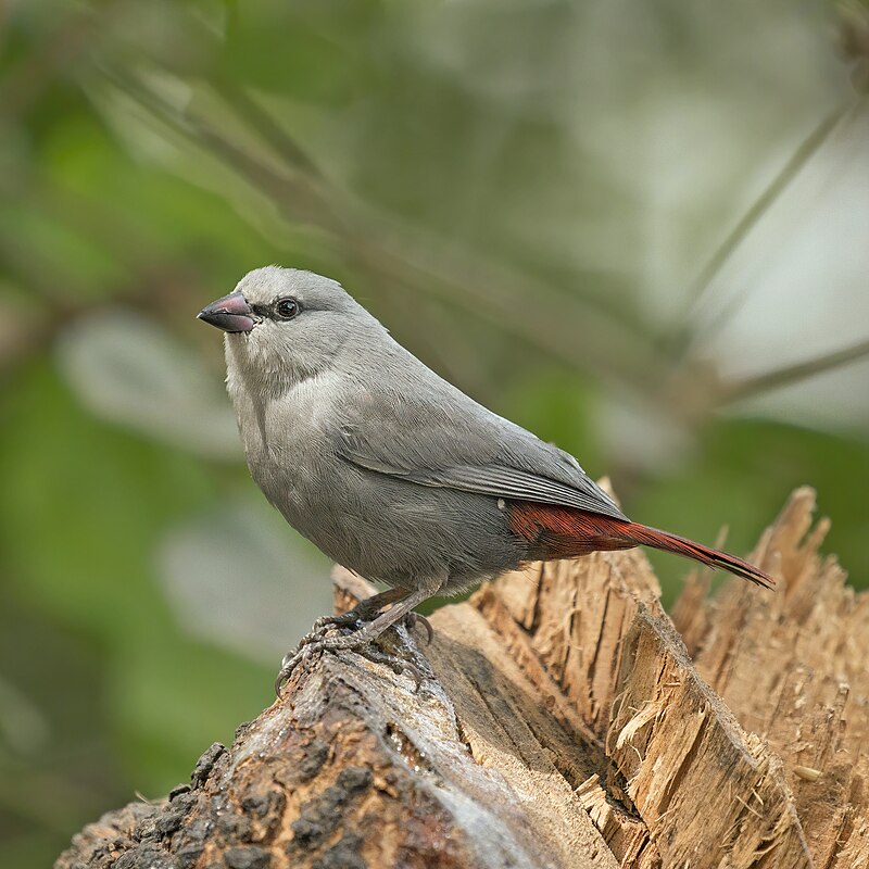 Lavender Waxbill (Glaucestrilda caerulescens) photo
