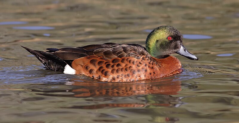 Chestnut Teal (Anas castanea) photo