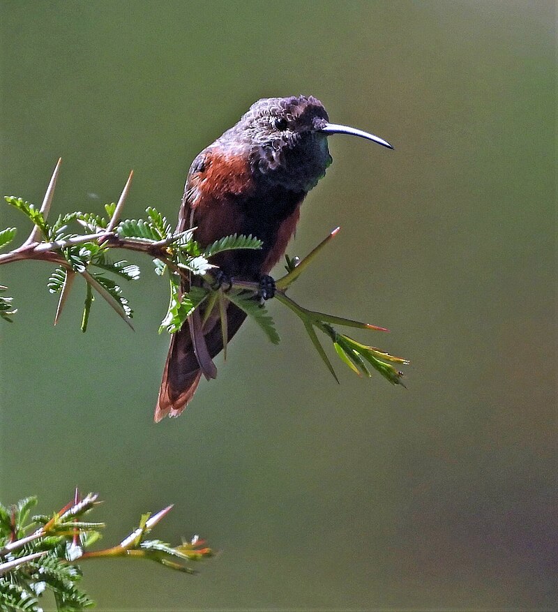 Wedge-tailed Hillstar (Oreotrochilus adela) photo