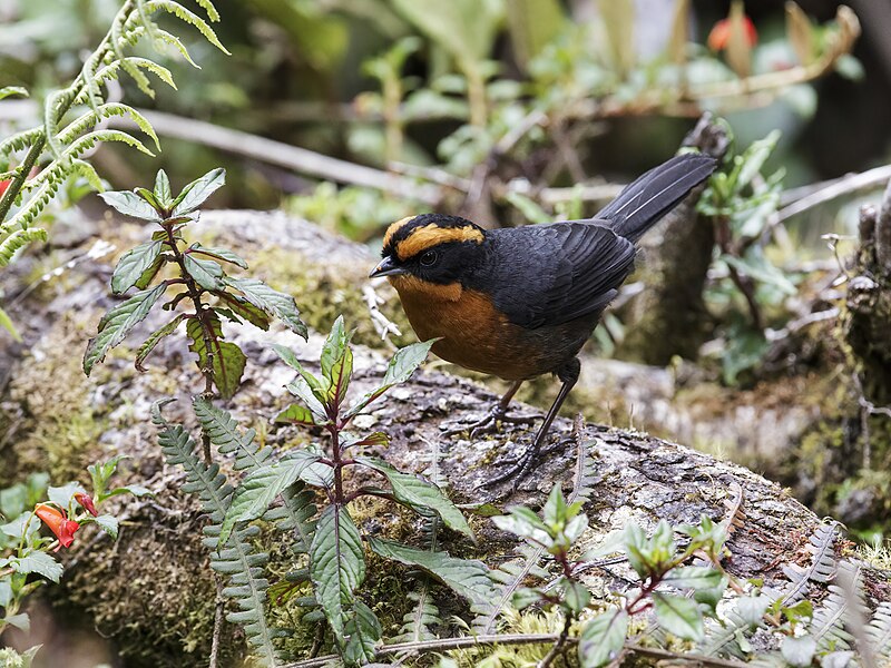 Rufous-browed Hemispingus (Poospiza rufosuperciliaris) photo
