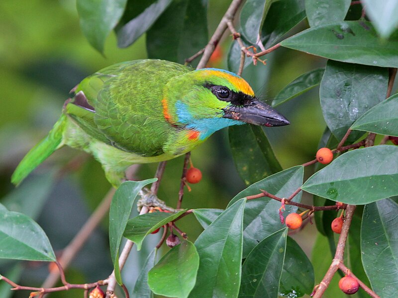 Yellow-crowned Barbet (Psilopogon henricii) photo