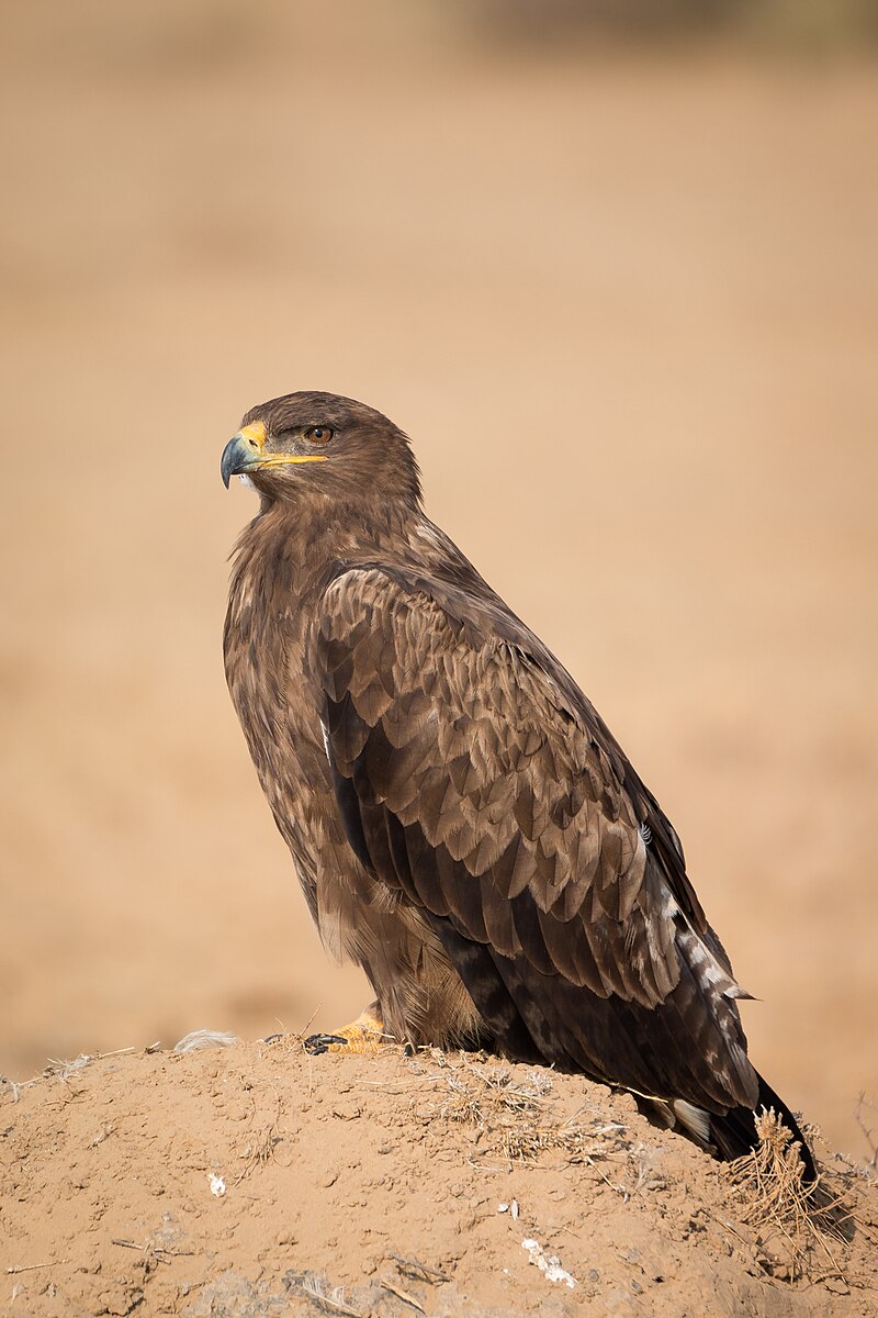 Steppe Eagle (Aquila nipalensis) photo