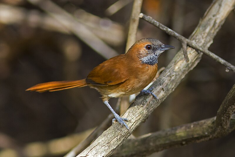 Hoary-throated Spinetail (Synallaxis kollari) photo