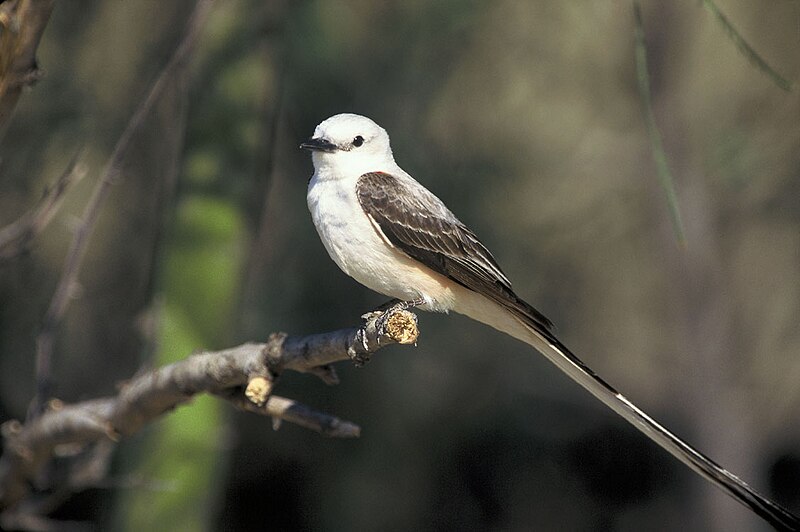 Scissor-tailed Flycatcher (Tyrannus forficatus) photo