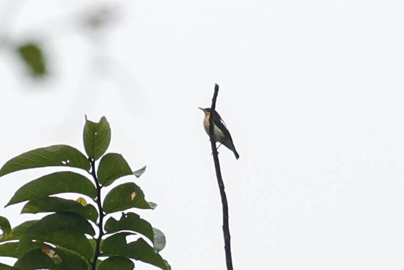 Usambara Hyliota (Hyliota usambara) photo