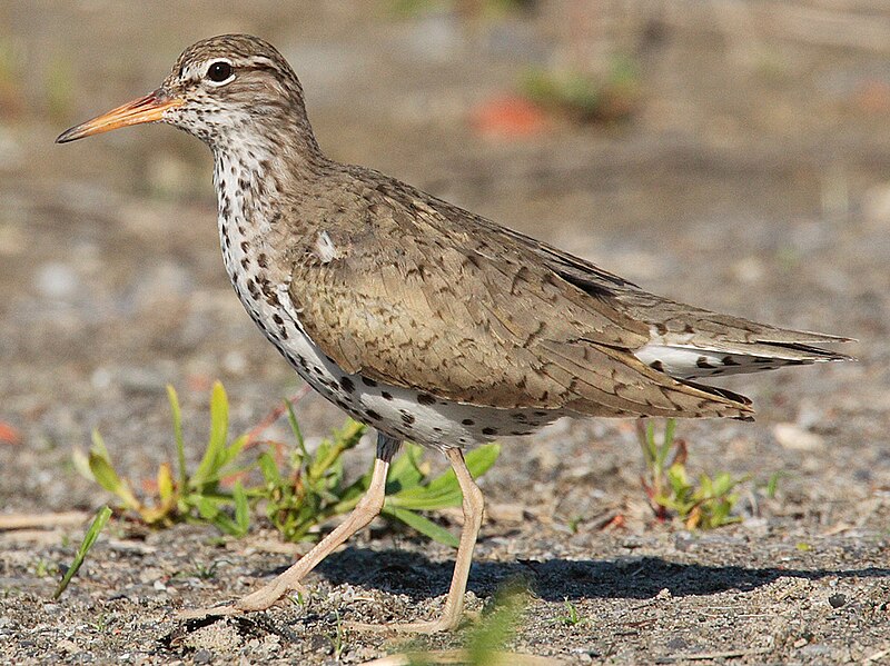 Spotted Sandpiper (Actitis macularius) photo