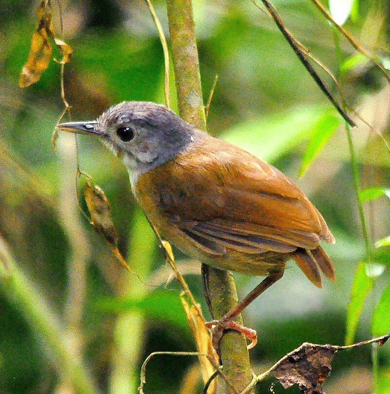 Ashy-headed Babbler (Pellorneum cinereiceps) photo