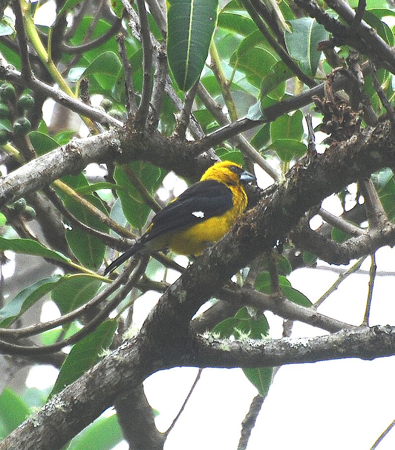 Black-thighed Grosbeak (Pheucticus tibialis) photo