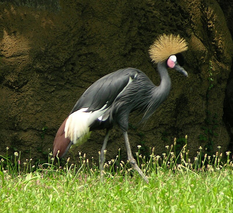 Black Crowned-Crane (Balearica pavonina) photo