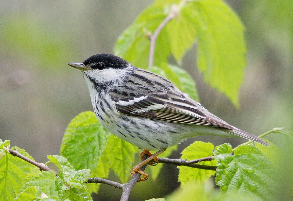 Blackpoll Warbler (Setophaga striata)