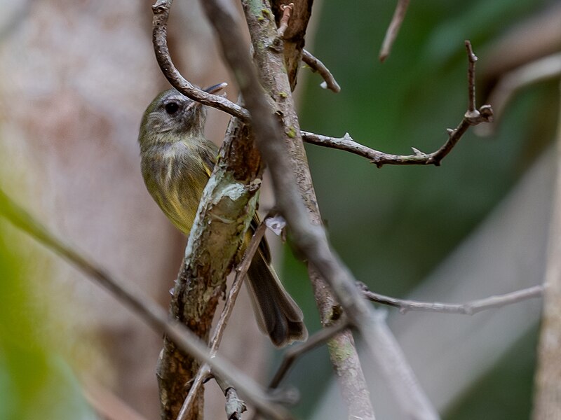 Boat-billed Tody-Tyrant (Hemitriccus josephinae) photo
