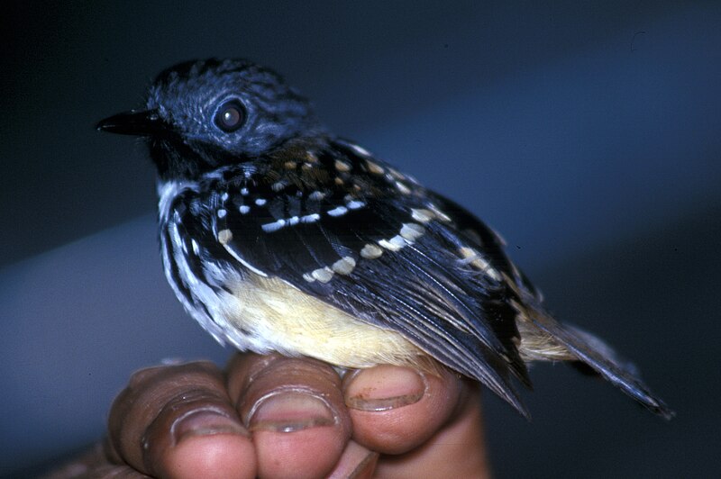 Spot-backed Antbird (Hylophylax naevius) photo