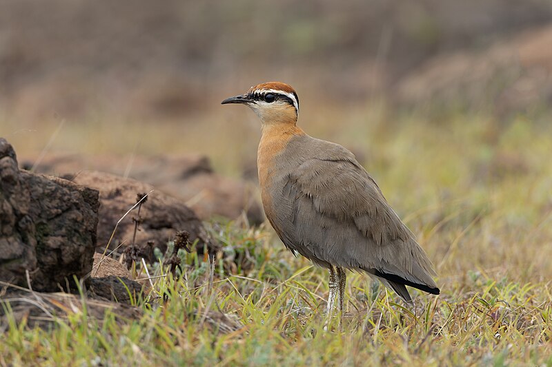 Indian Courser (Cursorius coromandelicus) photo