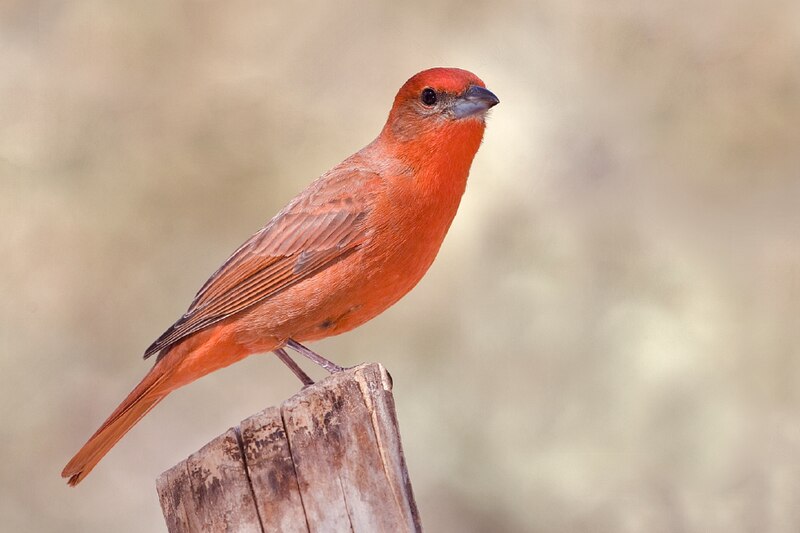 Hepatic Tanager (Piranga flava) photo