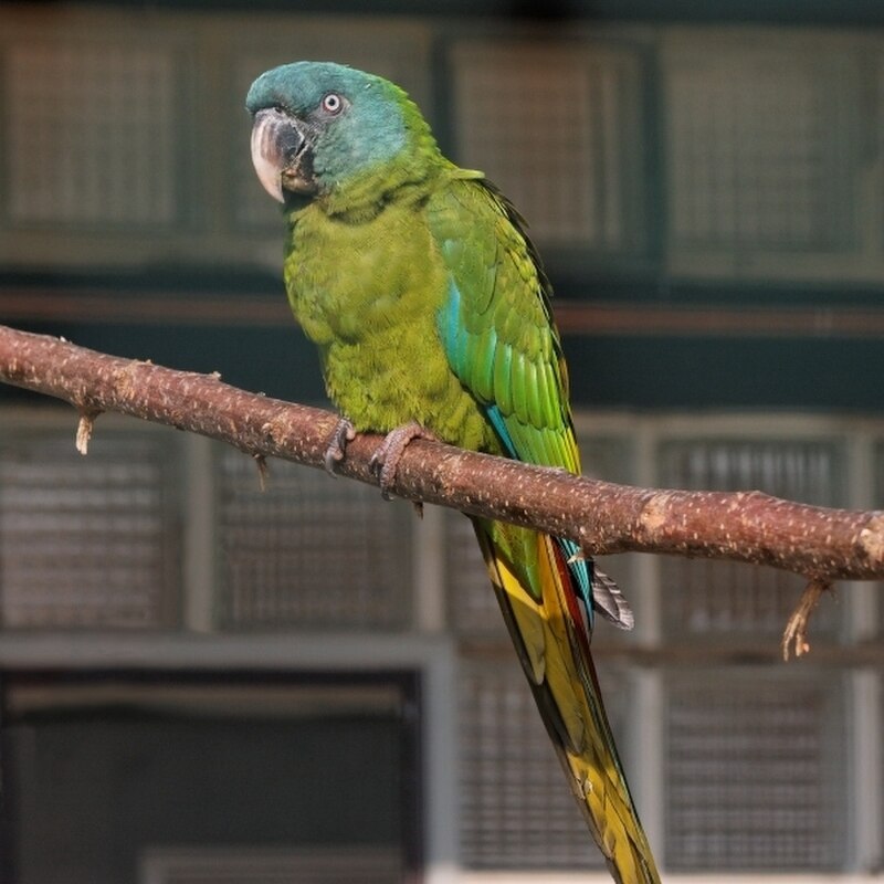 Blue-headed Macaw (Primolius couloni) photo