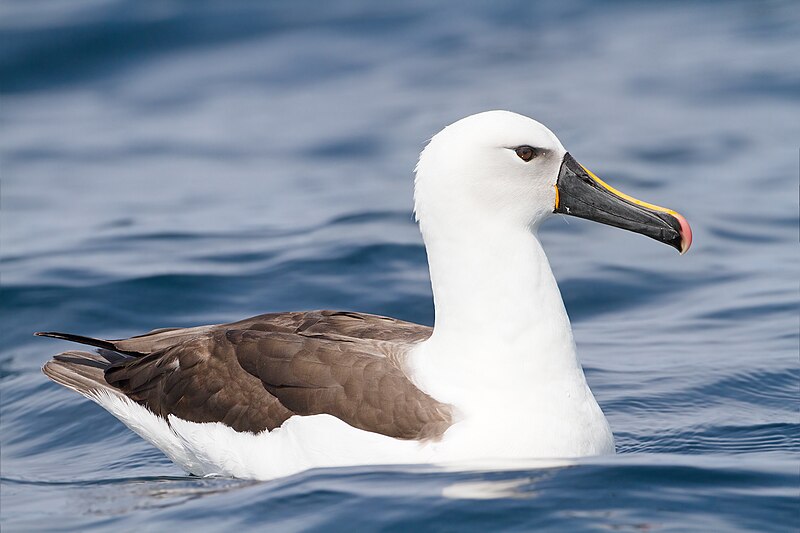 Indian Yellow-nosed Albatross (Thalassarche carteri) photo