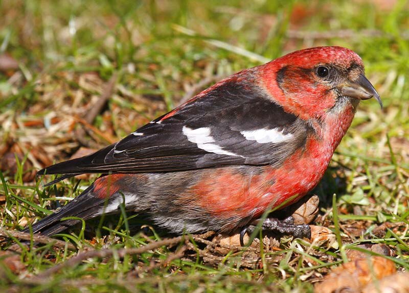 White-winged Crossbill (Loxia leucoptera) photo