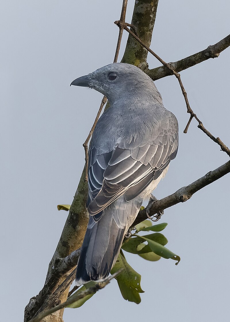 Black-winged Cuckooshrike (Lalage melaschistos) photo