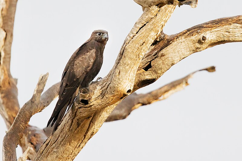 Black Falcon (Falco subniger) photo