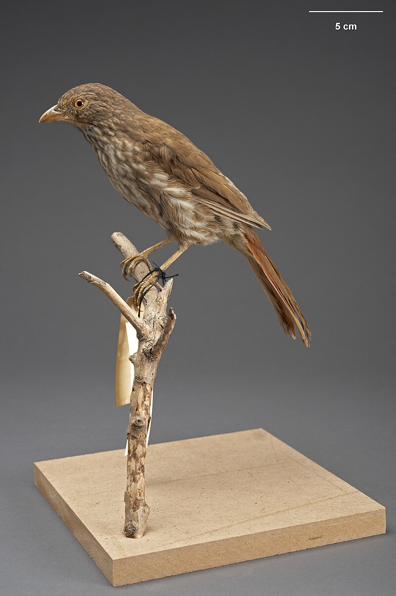 South Island Piopio (Turnagra capensis) photo