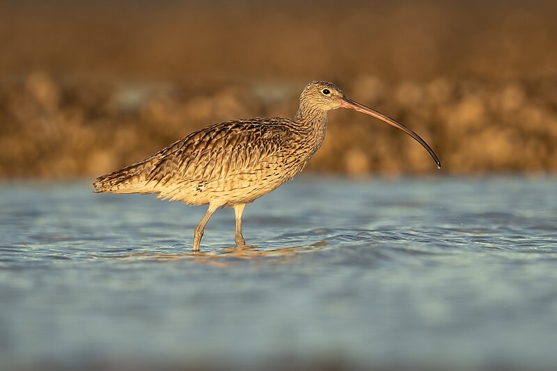 Far Eastern Curlew (Numenius madagascariensis) photo