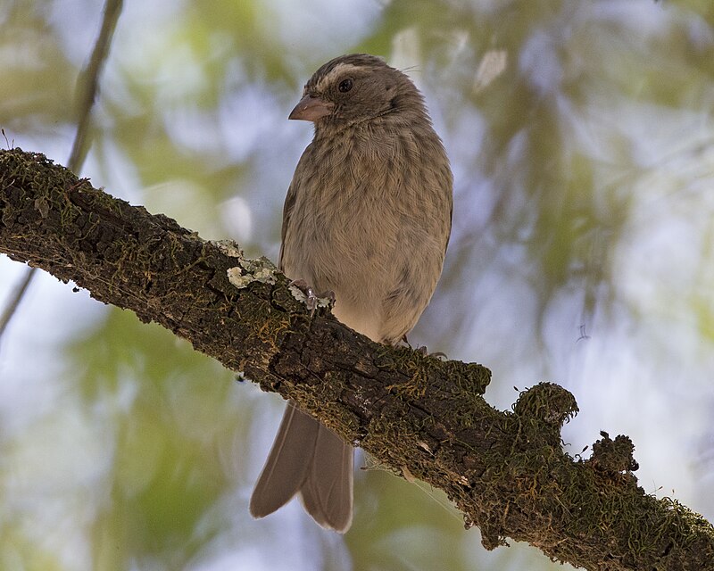 Stripe-breasted Seedeater (Crithagra striatipectus) photo