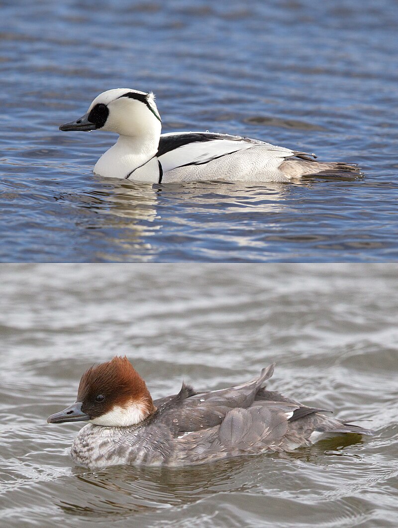 Smew (Mergellus albellus) photo