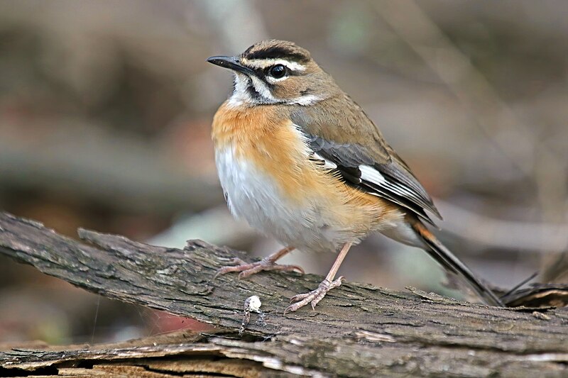Bearded Scrub-Robin (Tychaedon quadrivirgata) photo