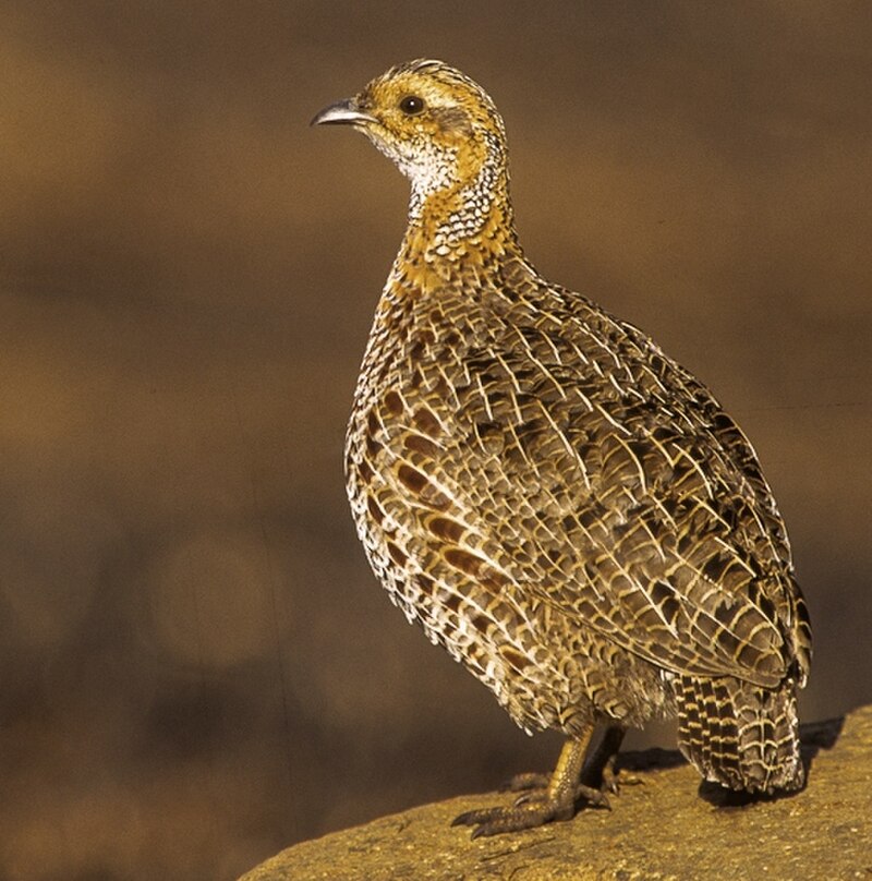 Gray-winged Francolin (Scleroptila afra) photo