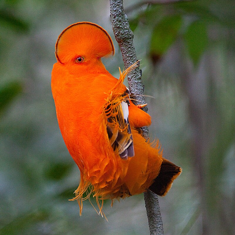 Guianan Cock-of-the-rock (Rupicola rupicola) photo
