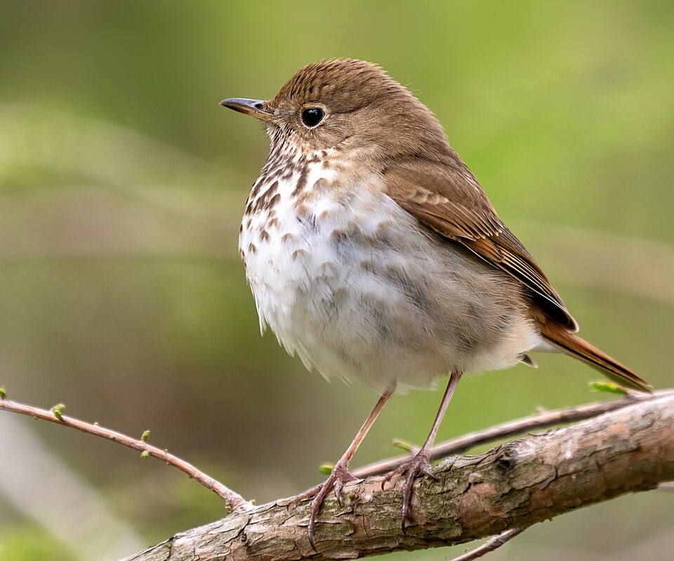 Hermit Thrush (Catharus guttatus)