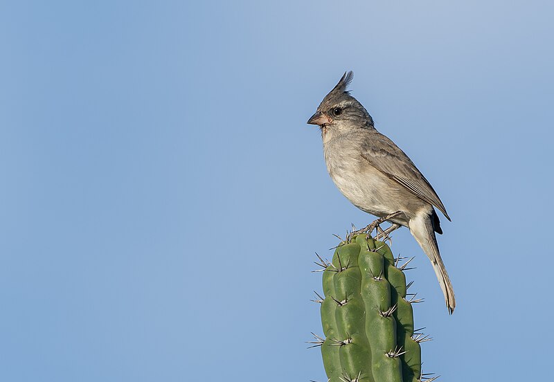 Gray-crested Finch (Lophospingus griseocristatus) photo