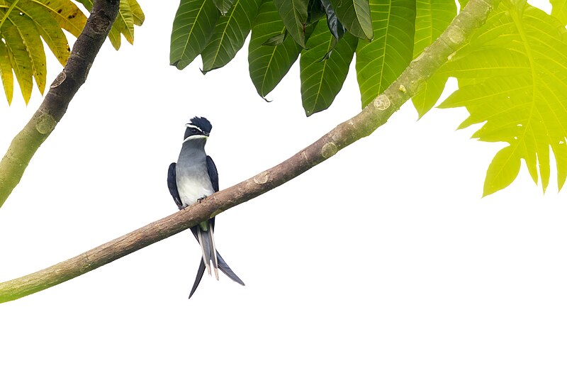Moustached Treeswift (Hemiprocne mystacea) photo