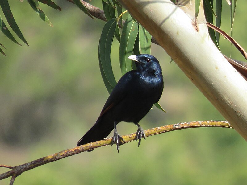 White-billed Starling (Onychognathus albirostris) photo
