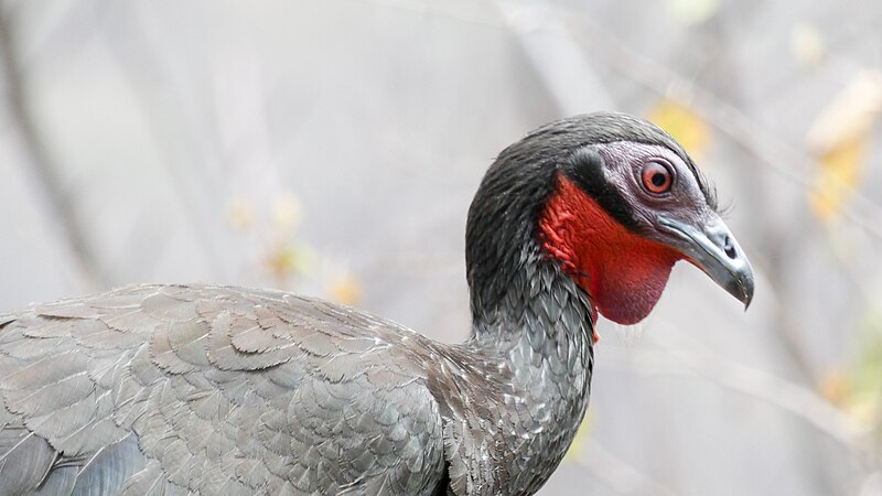 White-winged Guan (Penelope albipennis) photo