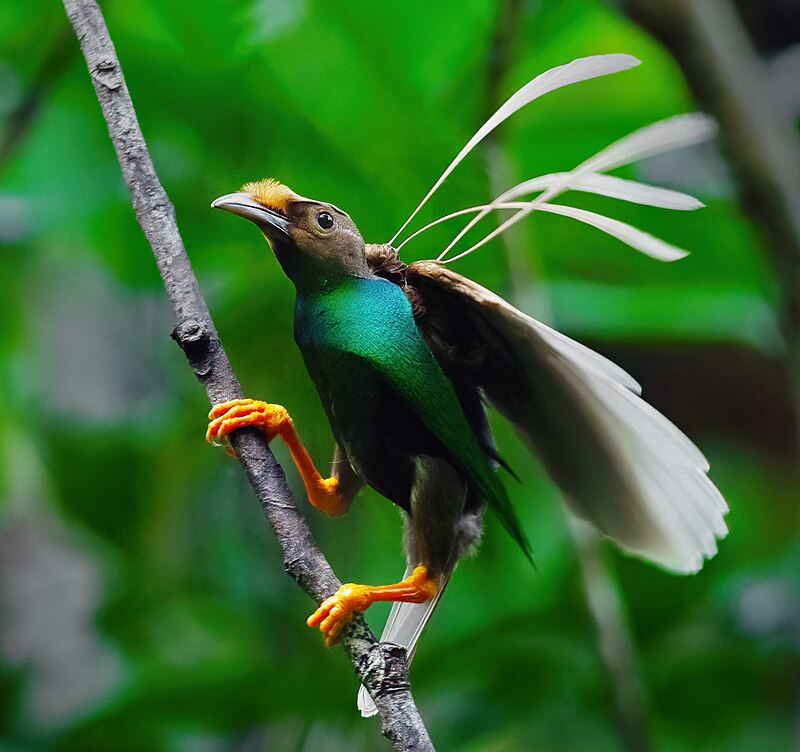 Standardwing Bird-of-Paradise (Semioptera wallacii) photo