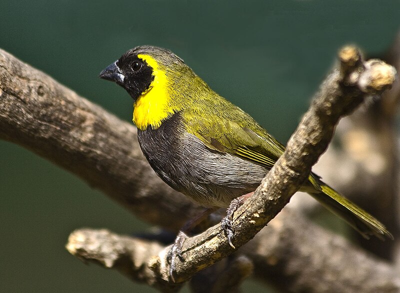 Cuban Grassquit (Phonipara canora) photo